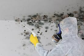 Best Commercial Mold Inspection  in Forest, OH